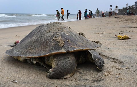 தமிழக கடற்கரைகளில் கடல் ஆமைகள் பாதுகாப்புக்கு நிதி ஒதுக்கி அரசாணை