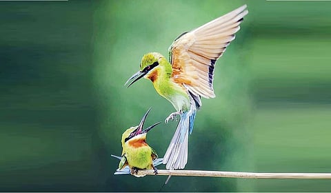 உடல் கவசம் | பறப்பதுவே 05