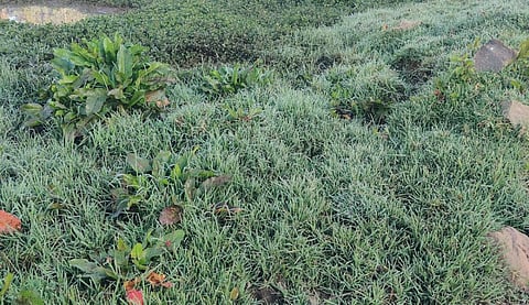 உதகையில் பனிப் பொழிவு தொடக்கம்: கடும் குளிரால் மக்கள் அவதி