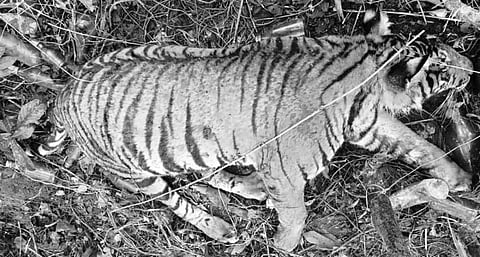 கூடலூரில் சுருக்கில் சிக்கி ஆண் புலி உயிரிழப்பு