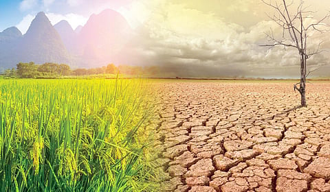 குறைந்துவரும் சாகுபடிப் பரப்பு: தமிழ்நாட்டுக்கு எச்சரிக்கை மணி