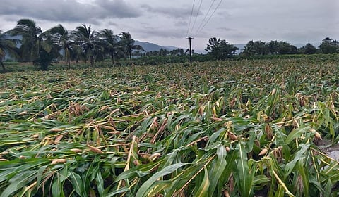 கனமழையால் பாதிக்கப்பட்ட பயிர்களுக்கு முழு நிவாரணம் வழங்க வேண்டும்: இபிஎஸ், சீமான் வலியுறுத்தல்