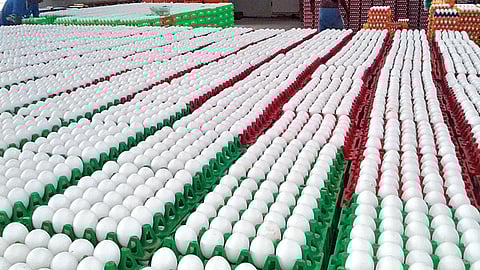 நுகர்வு அதிகரிப்பு, உற்பத்தி குறைவால் முட்டை விலை வரலாறு காணாத அளவுக்கு அதிகரிப்பு