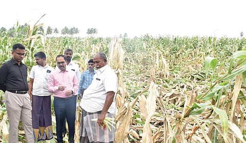 ஒகையூர் கிராமத்தில் கனமழையினால் பாதிக்கப்பட்ட மக்காச்சோள பயிரை பார்வையிடும் மாவட்ட கண்காணிப்பு அலுவலர் மதுசூதன் ரெட்டி மற்றும் ஆட்சியர் பிரசாந்த்.