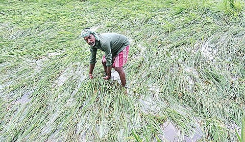 காரைக்கால் மாவட்டம் நெடுங்காடு அருகே வயலில் தேங்கிய மழைநீரால் வயலில் சாய்ந்துள்ள நெற்பயிர்கள்.