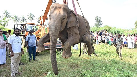 கோவையை அடுத்த பன்னிமடை அருகே உயிரிழந்த பெண் யானையை  கிரேன் மூலம் மீட்ட வனத்துறையினர்.