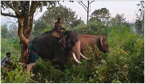 பந்தலூரில் பிடிபட்ட ‘புல்லட்’ யானையை அடர் வனத்தில் விட முடிவு