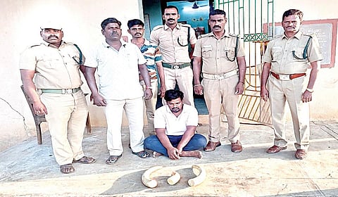 திருநின்றவூர் பகுதியில் பறிமுதல் செய்யப்பட்ட யானை தந்தங்கள், கைது செய்யப்பட்ட கார் ஓட்டுநர் உதயகுமாருடன் வனத் துறையினர்.