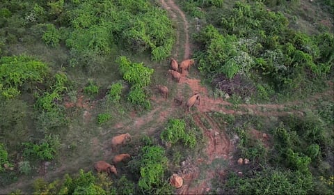 தமிழகத்தில் 2024-ல் மட்டும் 123 யானைகள் உயிரிழப்பு!