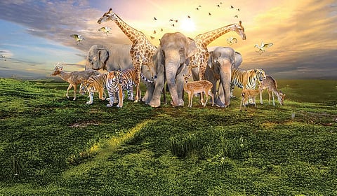 தனியார்மயமாகும் காட்டுயிர்ப் பாதுகாப்பு