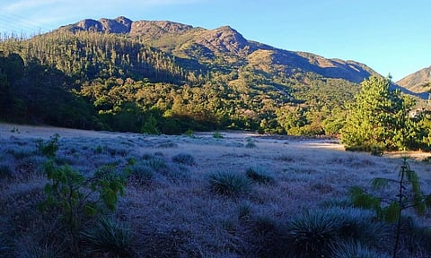 உதகையை உறைய வைக்கும் உறைபனி: அவலாஞ்சியில் மைனஸ் 1 டிகிரிக்கு வெப்பநிலை பதிவு  