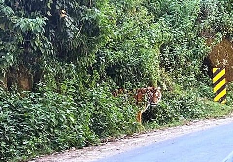 உதகை எச்பிஎப் பகுதியில் புலி நடமாட்டம் - மக்கள் அதிர்ச்சி