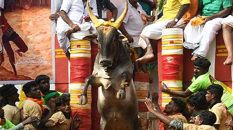 ஜல்லிக்கட்டு, பொங்கல் சுற்றுலா, சென்னை சங்கமம்: பொங்கலையொட்டி பல்வேறு நிகழ்ச்சிகளுக்கு அரசு ஏற்பாடு