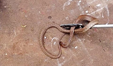 குடியிருப்புக்குள் அச்சுறுத்தும் பாம்புகளை பிடிப்பது யார் பணி? - வனத்துறையா, தீயணைப்பு துறையா?