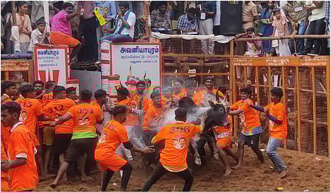 அவனியாபுரம் வாடிவாசலில் இருந்து சீறும் காளைகளை அடக்க பாய்ந்த வீரர்கள் | படங்கள்: எஸ்.கிருஷ்ணமூர்த்தி