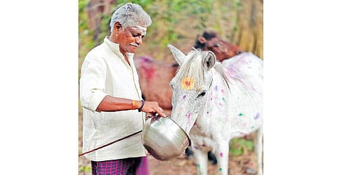 சிறுமலையில் குதிரையை குளிப்பாட்டி வண்ணம் தீட்டி சாப்பிட பொங்கல் கொடுத்த விவசாயி.