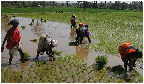 காவிரி பாசன மாவட்டங்களில் மழையால் பாதிக்கப்பட்ட பயிர்களுக்கு இழப்பீடு தேவை: ராமதாஸ்