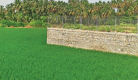 உத்தமபாளையம் புறவழிச் சாலையில் வர்த்தக பகுதியாக மாற்றப்பட்டு வரும் நெல்வயல்கள்.