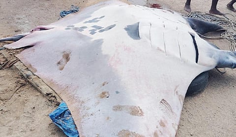 பெரியதாழை கடலில் மீனவர்கள் விரித்த வலையில் சிக்கிய 1 டன் எடை கொண்ட கொம்பு திருக்கை மீன்.