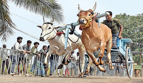 ரேக்ளா போட்டியில் சீறிப்பாய்ந்து ஓடும் காளைகள்.  | படம்: ஜெ.மனோகரன் |