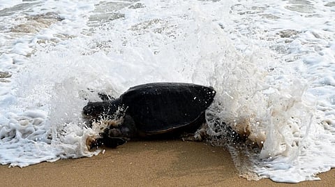 ஆமைகள் உயிரிழக்க காரணமான மீன்பிடி கப்பல்கள் மீதான நடவடிக்கைகள் என்ன? - அரசு அறிக்கைக்கு பசுமை தீர்ப்பாயம் உத்தரவு