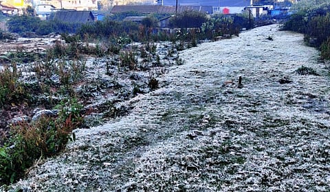 உதகையில் மீண்டும் உறைபனி பொழிவு தொடங்கியது.