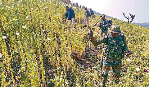 மணிப்பூரில் களமிறங்கிய ராணுவம்: கஞ்சா வயல்கள் அழிப்பு