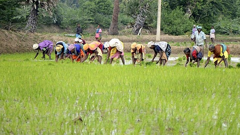 தமிழக பொது பட்ஜெட்டில் வேளாண்மைக்கு 17 சதவீத நிதி ஒதுக்க வேண்டும்: முன்னோடி விவசாயிகள் வலியுறுத்தல்