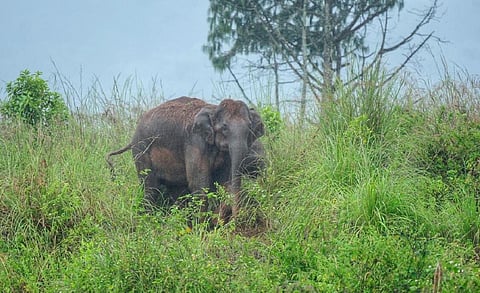 பிரதிநிதித்துவப்படம்