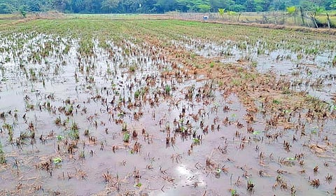 திருவாரூர் அருகே கானூரில் மழைநீரில் மூழ்கியிருந்த பருத்தி செடிகள்.