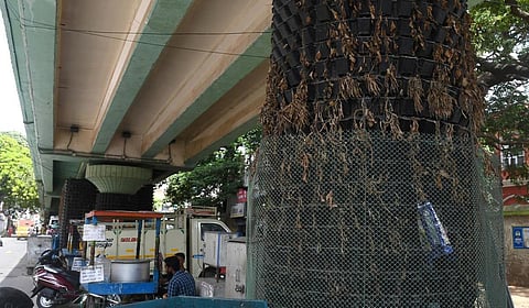 சென்னை: பட்டுப்போன பசுமை தூண்கள்!