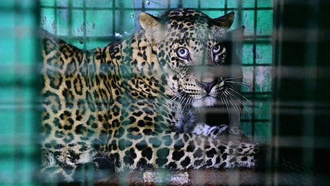 கோவையில் ஆடுகளை வேட்டையாடி வந்த சிறுத்தை பிடிபட்டது - ‘ட்ராப் நெட்’ வைத்து பிடித்த வனத்துறையினர்