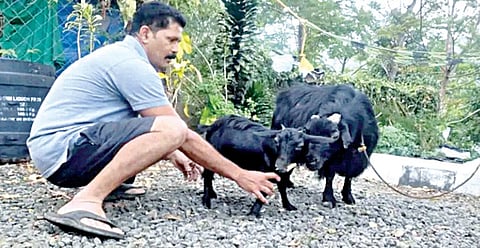 கேரளாவில் 1 அடி உயரமுள்ள குட்டை ஆடு கின்னஸ் சாதனை