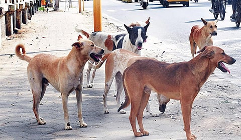 கோவையில் பெருகிய தெருநாய்கள் - நிம்மதி இழக்கும் மக்கள்!