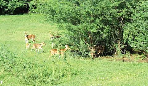 திருக்காலிமேடு அருகே அல்லப்புத்தூர் ஏரியில் சுற்றித்திரியும் மான்கள்.(கோப்பு படம்)