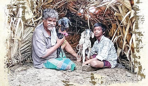 ‘ஆடு’ம் மனிதர்கள்! | மாற்றுக் களம்