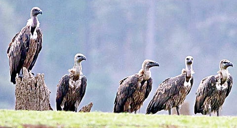 தமிழகம், கேரளா, கர்நாடகாவில் பாறு கழுகுகள் எண்ணிக்கை அதிகரிப்பு: வனத் துறை கணக்கெடுப்பில் சுவாரசிய தகவல்