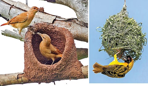 கூடுகள் பலவிதம் | பறப்பதுவே 16
