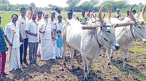 தமிழ் வருடம் மற்றும் சித்திரை மாதப் பிறப்பையொட்டி திருப்பரங்குன்றத்தில் நேற்று கோயில் நிலத்தில் விவசாயிகள் 4 ஏரில் 8 மாடுகள் பூட்டி பாரம்பரிய முறைப்படி பொன் ஏர் உழவு செய்தனர்.