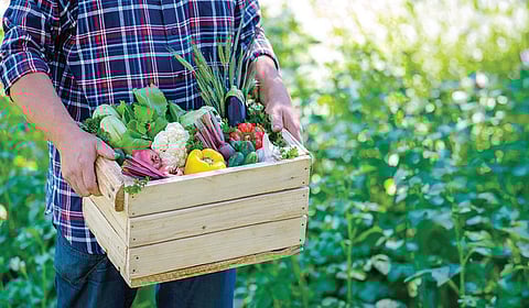 சமூகம் ஆதரிக்கும் வேளாண்மை: நெதர்லாந்து கற்றுத்தரும் பாடம்