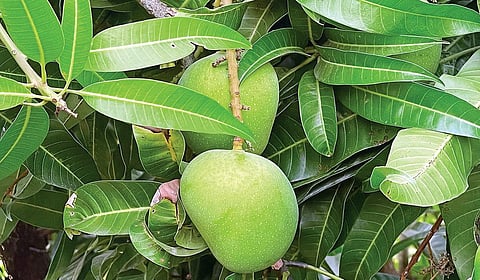 மாங்காய்