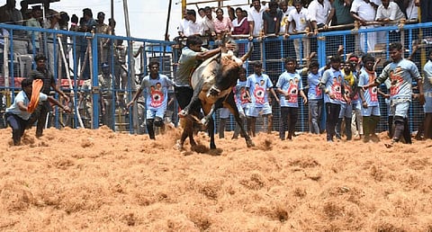 கோவையில் ஜல்லிக்கட்டு - தொடங்கி வைத்தார் அமைச்சர் செந்தில் பாலாஜி 