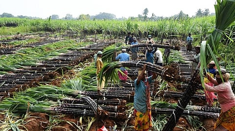 கரும்பு கொள்முதல் விலையாக ரூ.5 ஆயிரம் வழங்க வேண்டும்: ராமதாஸ், அண்ணாமலை வலியுறுத்தல்
