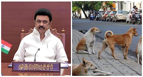 அதிகரிக்கும் தெருநாய்கள் தொல்லை: இனப்பெருக்க கட்டுப்பாடு பணிகளை துரிதப்படுத்த முதல்வர் ஸ்டாலின் உத்தரவு