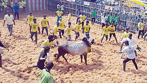 புதுக்கோட்டை மாவட்டம் ஆலங்குடி அருகே கல்லாலங்குடியில் நேற்று நடைபெற்ற ஜல்லிக்கட்டில் சீறிப்பாய்ந்த காளையை அடக்க முற்பட்ட வீரர்கள்.