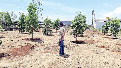 சென்னை மாநகரின் பசுமை பரப்பை அதிகரிக்கும் திட்டத்தின்கீழ் மணலி மயானத்தில் மாநகராட்சி சார்பில் 12 அடி உயர மரக்கன்றுகள் நடப்பட்டுள்ளன.