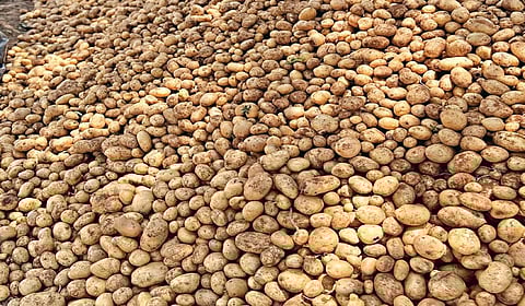 ஓசூர் அருகே எழுசேப்பள்ளியில் அறுவடை செய்து விற்பனைக்கு அனுப்ப குவித்து வைக்கப்பட்டுள்ள உருளைக் கிழங்கு.