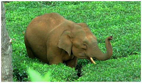 ‘ட்ரோன் தொல்லை’யால் குன்னூரில் இருந்து தொட்டபெட்டா பகுதிக்குள் நுழைந்த காட்டு யானை - நடப்பது என்ன?