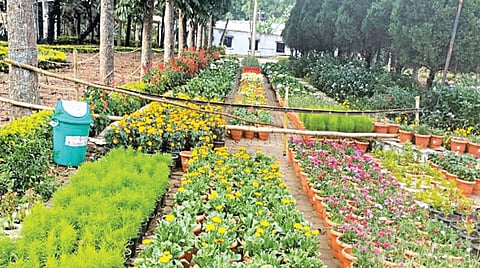 ஏற்காடு கோடை விழா மலர்க் கண்காட்சிக்காக தாவரவியல் பூங்காவில் தொட்டிகளில் நடவு செய்யப்பட்ட செடிகளில் பூத்துக் குலுங்கத் தொடங்கியுள்ள மலர்கள். | படம்:ஆர்.டி.சிவசங்கர் |