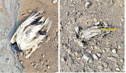 பண்ணவாடியில் உயிரிழந்து காணப்பட்ட வெள்ளை அரிவாள் மூக்கன் பறவை. (அடுத்தபடம்) இந்திய தங்க மாங்குயில் பறவை.